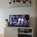 Watching tv or a cat?  by nami