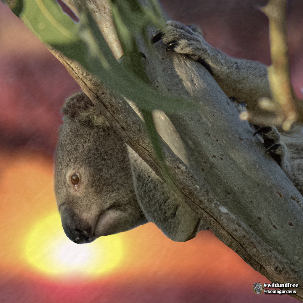half and half by koalagardens