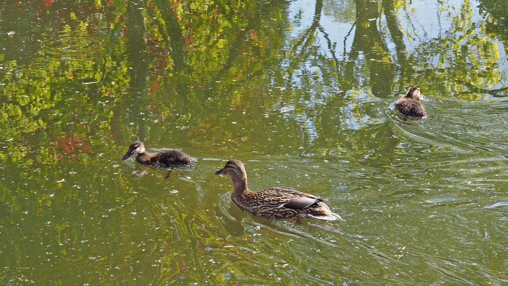 Ducklings by philhendry