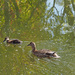 Ducklings by philhendry