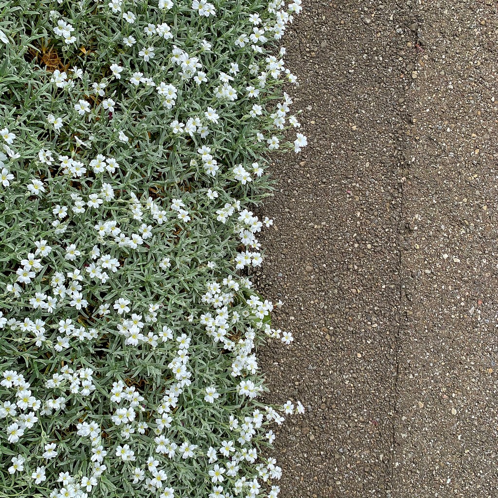 Half white flower / half ground.  by cocobella