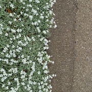 6th May 2020 - Half white flower / half ground. 