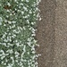 Half white flower / half ground.  by cocobella