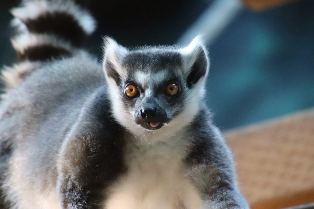 Ring Tailed Lemur by randy23