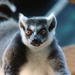 Ring Tailed Lemur by randy23