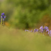 bluebells on the hill by shepherdmanswife