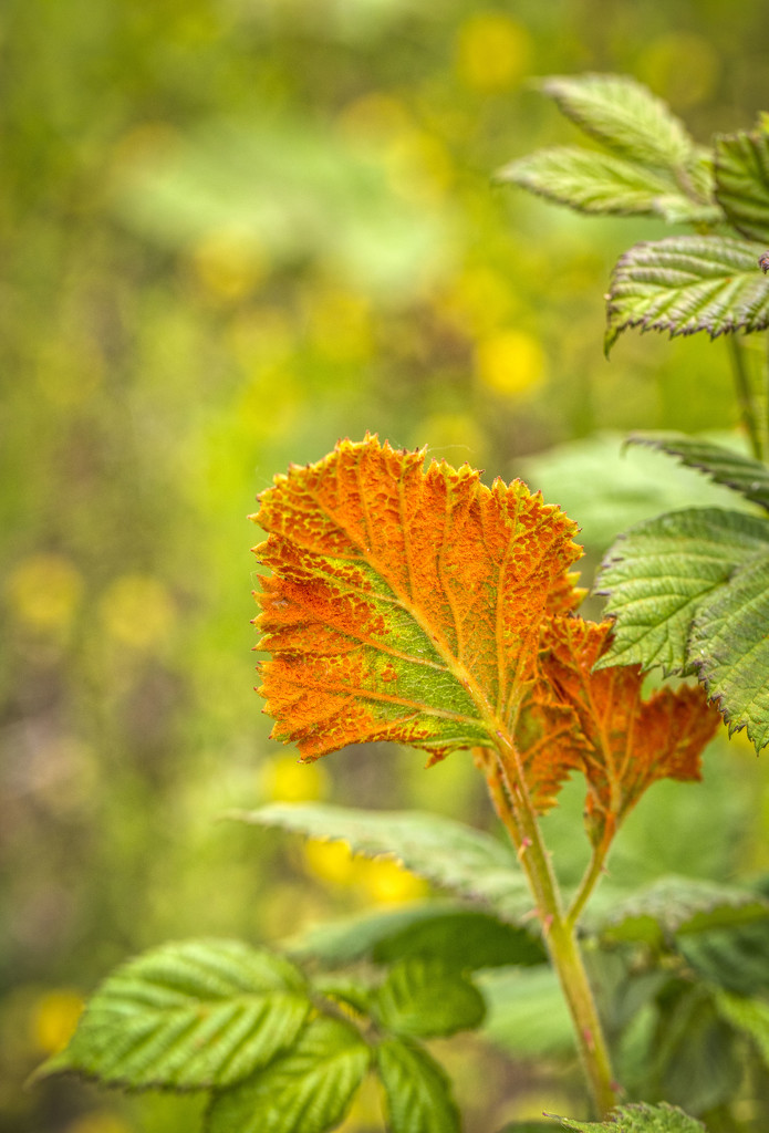 Orange Leaf by kvphoto