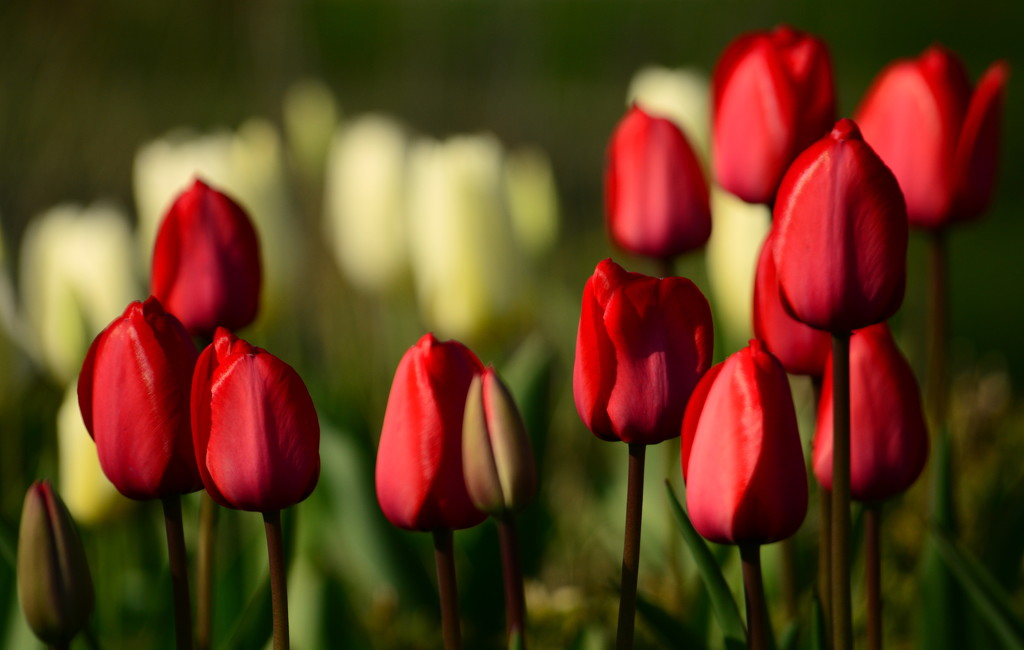 Red Tulips must be photographed by jayberg