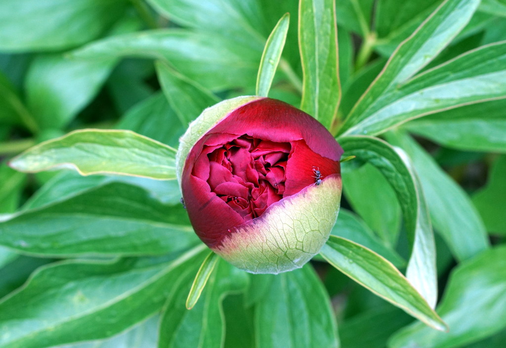 Peony Bud and Bug (vintage fujinon 55mm f1.8 lens) by phil_howcroft