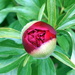 Peony Bud and Bug (vintage fujinon 55mm f1.8 lens) by phil_howcroft