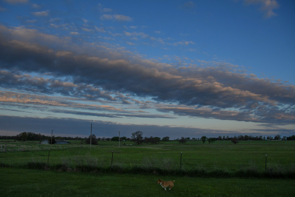 My Three-Legged Dog Under a Kansas Sky by kareenking