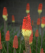 2nd May 2020 - Red Hot Pokers