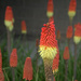Red Hot Pokers by calm