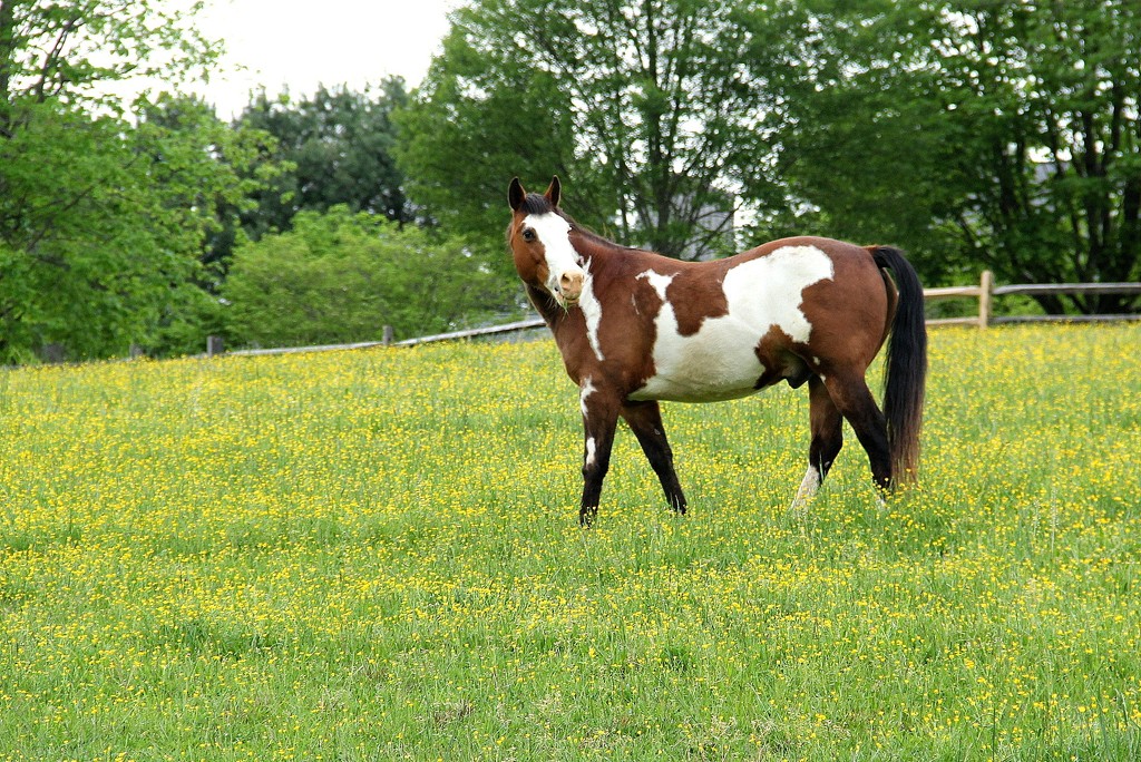 Grazing Among the Buttercups by calm