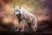 4th May 2020 - Arctic Wolf