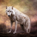 Arctic Wolf by swchappell