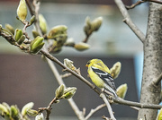 4th May 2020 - Goldfinch on Magnolia Tree