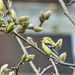 Goldfinch on Magnolia Tree by gardencat