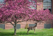 3rd May 2020 - Deer Goes to College During Pandemic