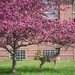 Deer Goes to College During Pandemic by jyokota