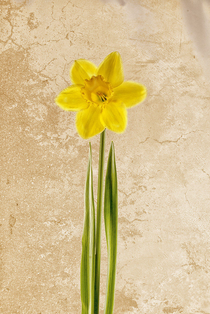 Golden Daffodil by pdulis