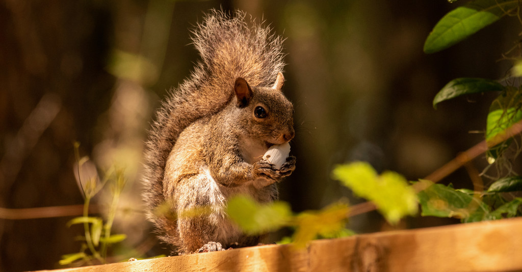 Squirrel Chomping on a Mushroom Stem! by rickster549