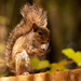 Squirrel Chomping on a Mushroom Stem! by rickster549