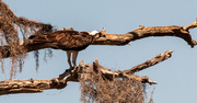 4th May 2020 - Dad Osprey Enjoying a Snack Away from the Nest!