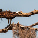 Dad Osprey Enjoying a Snack Away from the Nest! by rickster549