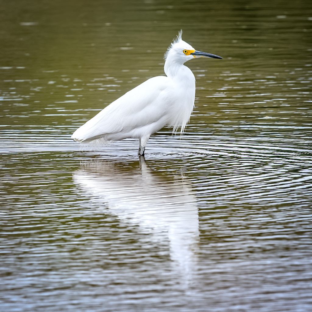 Snowy Egret by nicoleweg