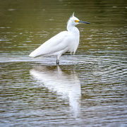 4th May 2020 - Snowy Egret