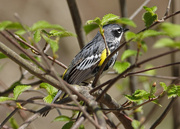 28th Apr 2020 - Yellow-rumped Warbler