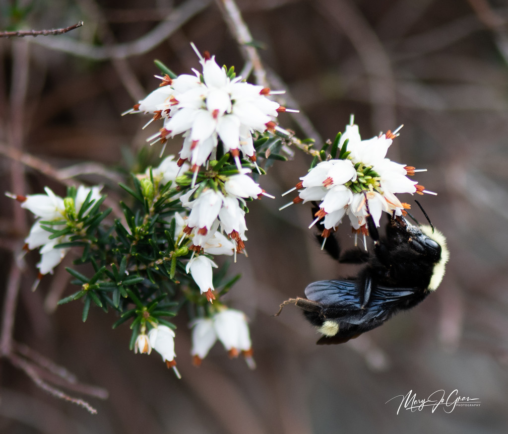 ~Buzy Bee~ by crowfan