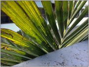 23rd Jan 2020 - Palm Fronds