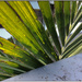 Palm Fronds by chikadnz