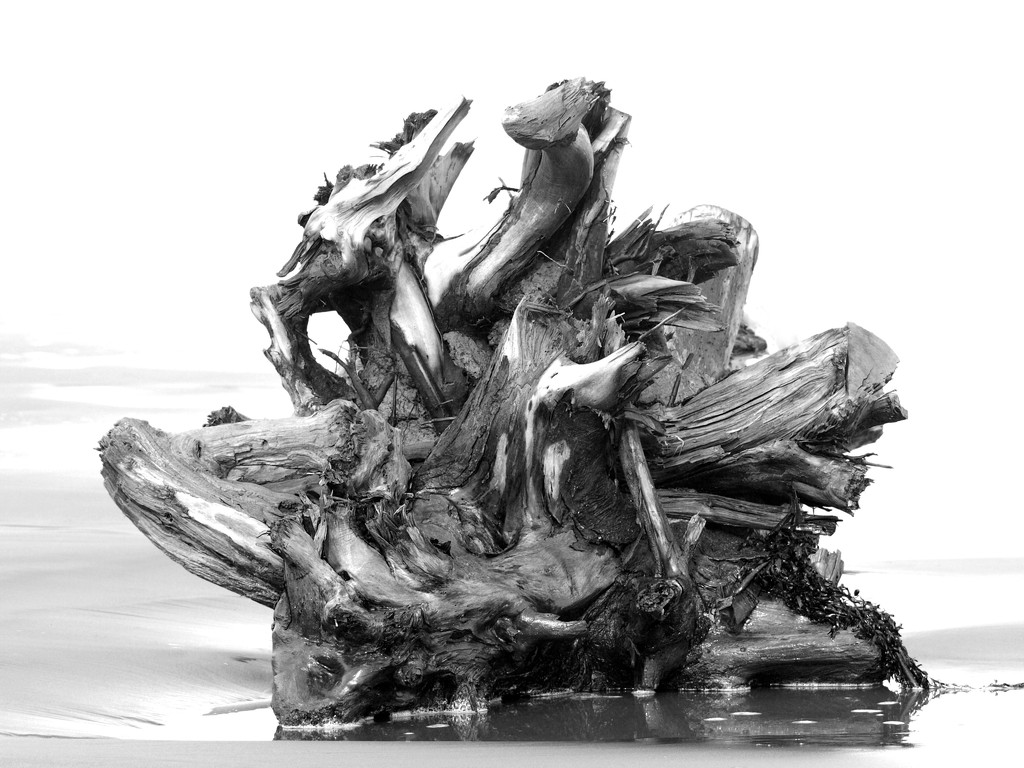 Artsy black and white log by suez1e