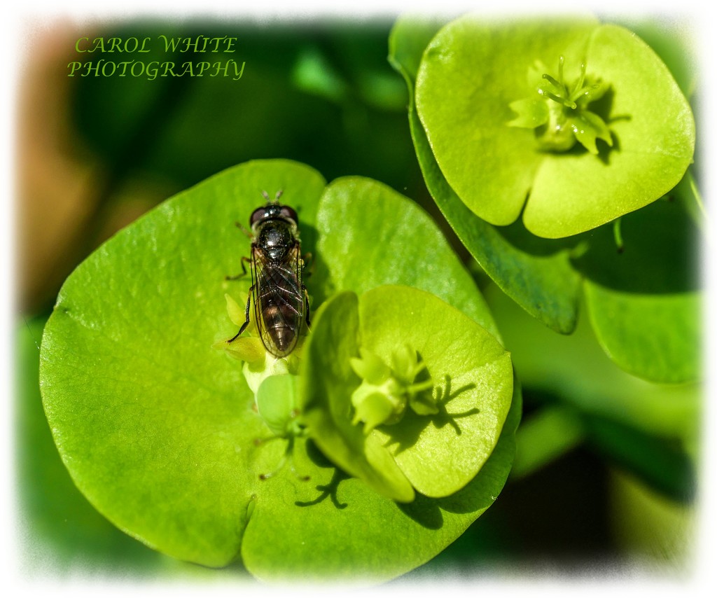 Bug And Euphorbia by carolmw