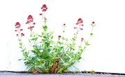 5th May 2020 - Red Valerian       