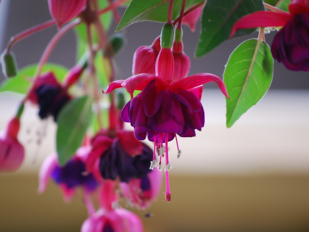 fuschia - over 110 varieties by stillmoments33