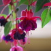 fuschia - over 110 varieties by stillmoments33