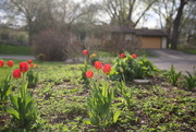 1st May 2020 - the tulips...
