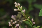 3rd May 2020 - Lilac buds