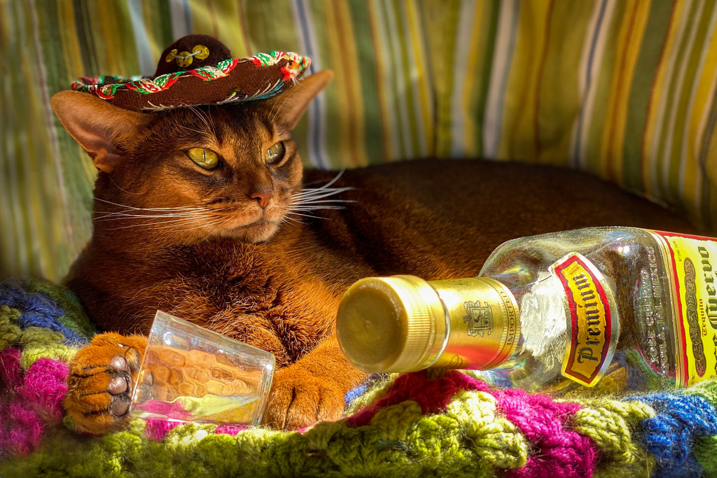 Happy Cinco deMayo from Merry Mischief! by berelaxed