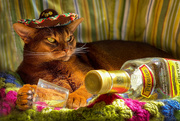 5th May 2020 - Happy Cinco deMayo from Merry Mischief!