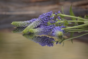 5th May 2020 - Blue flowers and reflection............