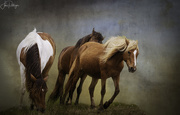5th May 2020 - Assateague Horses with Textures