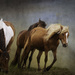 Assateague Horses with Textures by jgpittenger