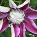 Clematis Flower  by cataylor41
