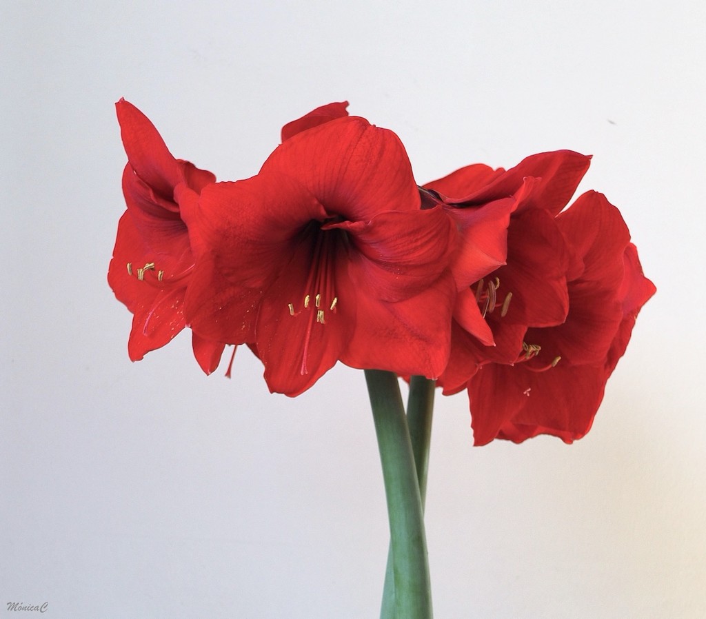 Hippeastrum - fully opened by monicac