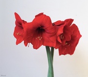 5th May 2020 - Hippeastrum - fully opened
